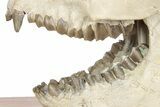 Fossil Oreodont (Leptauchenia) Skull Display - South Dakota #281486-5